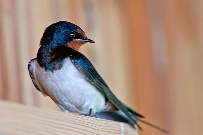 Alle Vögel sind schon da